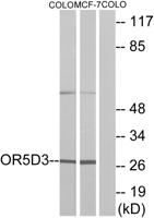 Olfactory receptor 5D3 Polyclonal Antibody