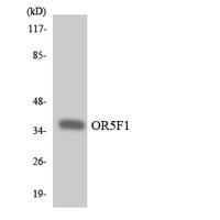Olfactory receptor 5F1 Polyclonal Antibody