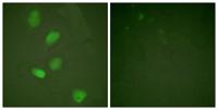 HDAC3 Polyclonal Antibody