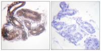 HDAC3 Polyclonal Antibody