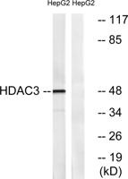 HDAC3 Polyclonal Antibody