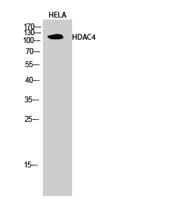 HDAC4 Polyclonal Antibody