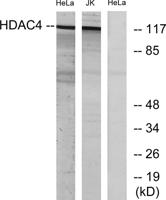 HDAC4 Polyclonal Antibody