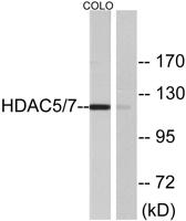 HDAC5 Polyclonal Antibody