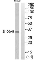 S-100A5 Polyclonal Antibody