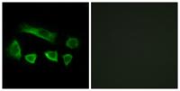 AIRP Polyclonal Antibody