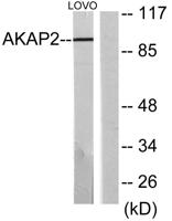 AKAP 2 Polyclonal Antibody