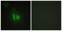 AKAP 220 Polyclonal Antibody