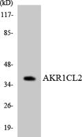AKR1CL2 Polyclonal Antibody