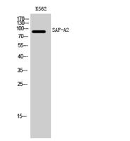 SAF-A2 Polyclonal Antibody