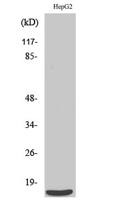 SAP 14 Polyclonal Antibody