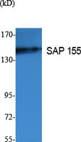 SAP 155 Polyclonal Antibody