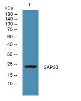 SAP30 Polyclonal Antibody