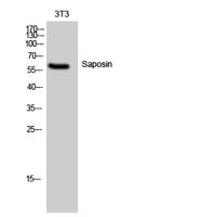 Saposin Polyclonal Antibody