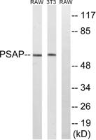 Saposin Polyclonal Antibody