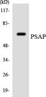 Saposin Polyclonal Antibody