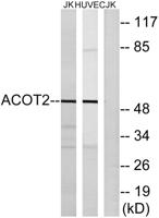ACOT2 Polyclonal Antibody