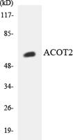 ACOT2 Polyclonal Antibody