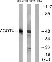 ACOT4 Polyclonal Antibody