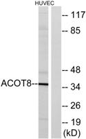 ACOT8 Polyclonal Antibody