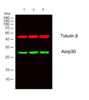 Acrp30 Polyclonal Antibody