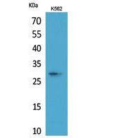 ApoA-I Polyclonal Antibody