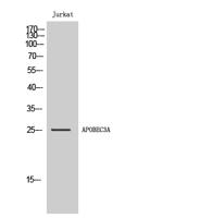 APOBEC3A Polyclonal Antibody