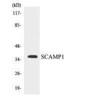 SCAMP1 Polyclonal Antibody