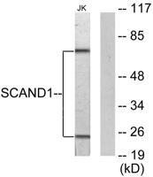 SCAND1 Polyclonal Antibody