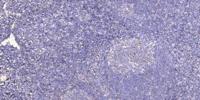 SCAND1 Polyclonal Antibody