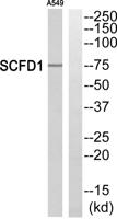 SCFD1 Polyclonal Antibody