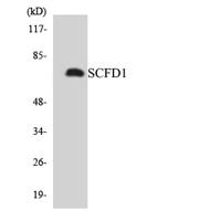 SCFD1 Polyclonal Antibody