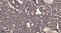 SCFD1 Polyclonal Antibody