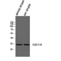 SCGF Polyclonal Antibody