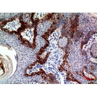 SCGF Polyclonal Antibody