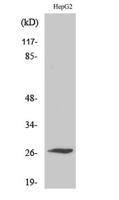 Scn4b Polyclonal Antibody