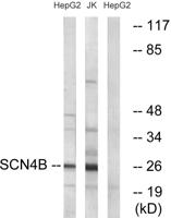 Scn4b Polyclonal Antibody