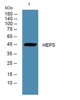 HEPS Polyclonal Antibody