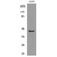SCYL1BP1 Polyclonal Antibody
