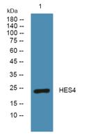 HES4 Polyclonal Antibody