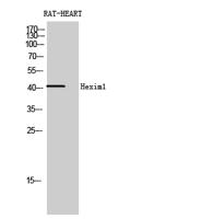 Hexim1 Polyclonal Antibody