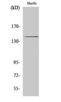 HGK Polyclonal Antibody