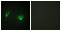 HGK Polyclonal Antibody