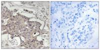 HIBADH Polyclonal Antibody
