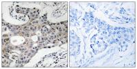 Sec16A Polyclonal Antibody