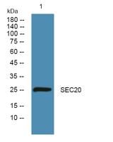 SEC20 Polyclonal Antibody