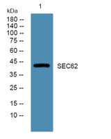 SEC62 Polyclonal Antibody