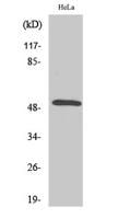 Secretin Receptor Polyclonal Antibody