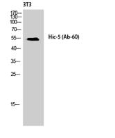 Hic-5 Polyclonal Antibody