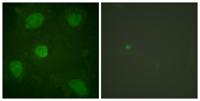 Hic-5 Polyclonal Antibody